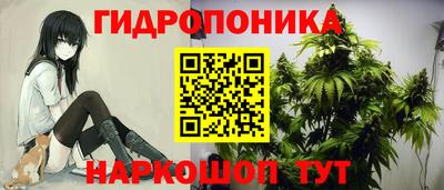 прущие грибы Будённовск